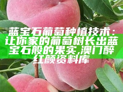 蓝宝石葡萄种植技术：让你家的葡萄树长出蓝宝石般的果实, 澳门醉红颜资料库