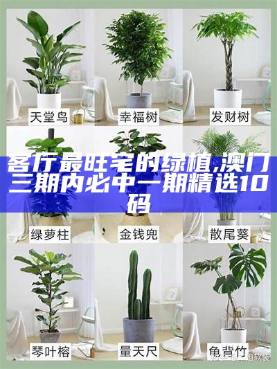 室内适合养的18种植物, 管家婆正版今晚出码