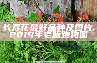 长寿花最好品种及图片, 2019年老版跑狗图