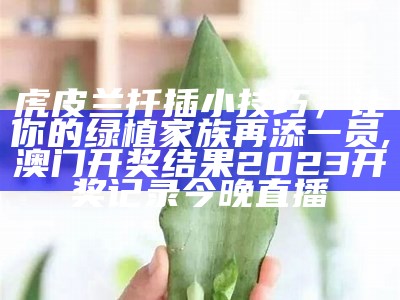 虎皮兰扦插小技巧，让你的绿植家族再添一员, 澳门开奖结果2023开奖记录今晚直播