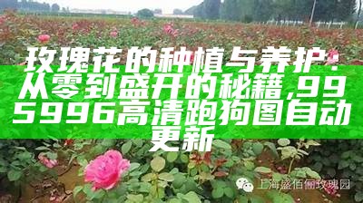 玫瑰花的种植与养护：从零到盛开的秘籍, 995996高清跑狗图自动更新