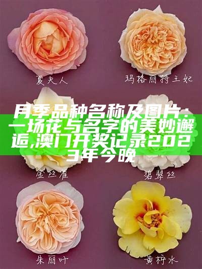 月季花的特点, 2020年澳门开奖记录完整版