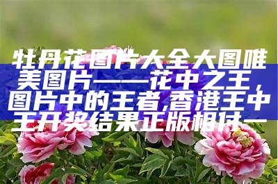 牡丹花的寓意和象征, 123696澳门六下资料2021年魔