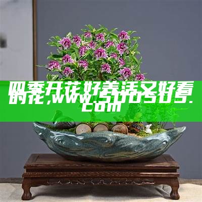 四季开花好养活又好看的花, 香港2023最准马资料免费