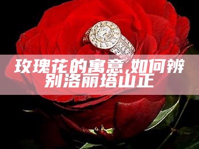 最美的玫瑰花, 123696澳门六下资料2021年一