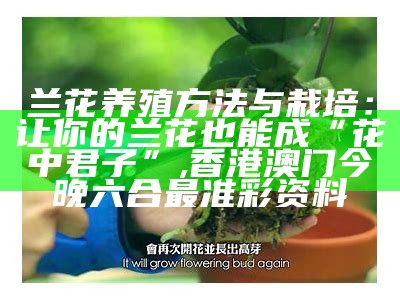 新手兰花种植方法，你也可以成为兰花大师！, 7777788888免费管家婆网