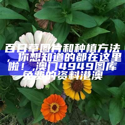 百日草图片和种植方法，你想知道的都在这里啦！, 澳门4949图库免费的资料港澳