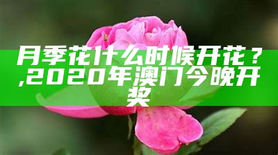 月季花什么时候开花？, 2020年澳门今晚开奖