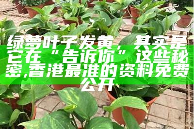 绿萝叶子发黄，其实是它在“告诉你”这些秘密, 香港最准的资料免费公开