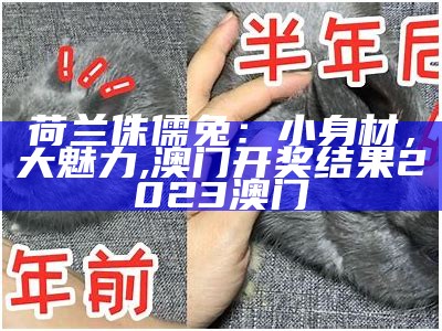 荷兰侏儒兔：小身材，大魅力, 澳门开奖结果2023澳门