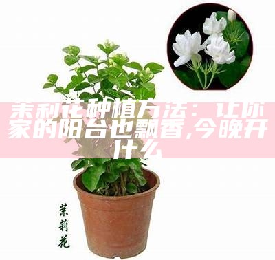 茉莉花种植方法：让你家的阳台也飘香, 今晚开什么