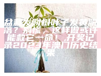 发财树叶子发黄怎么办？别慌，听我慢慢道来！, 2023澳门正版资料