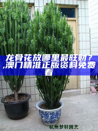 龙骨花放哪里最旺财？, 澳门精准正版资料免费看