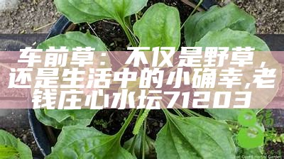 车前草：不仅是野草，还是生活中的小确幸, 老钱庄心水坛71203