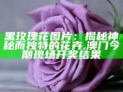 黑玫瑰花图片：揭秘神秘而独特的花卉, 澳门今期现场开奖结果