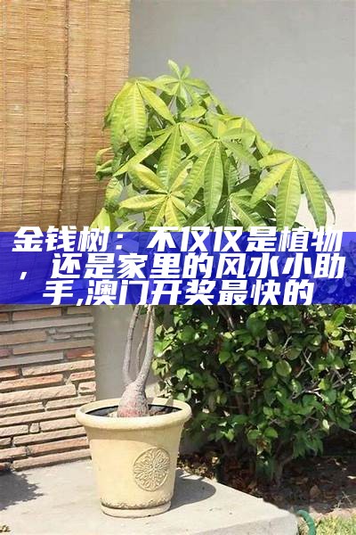 金钱树：不仅仅是植物，还是家里的风水小助手, 澳门开奖最快的