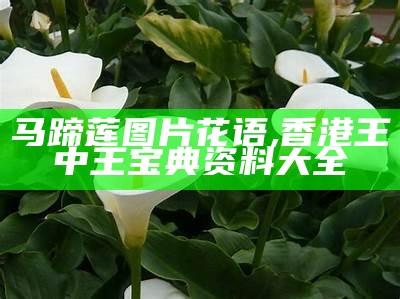 马蹄莲图片花语, 香港王中王宝典资料大全