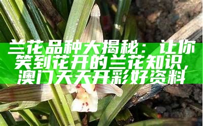 兰花品种大揭秘：让你笑到花开的兰花知识, 澳门天天开彩好资料