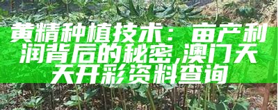 黄精种植技术：亩产利润背后的秘密, 澳门天天开彩资料查询