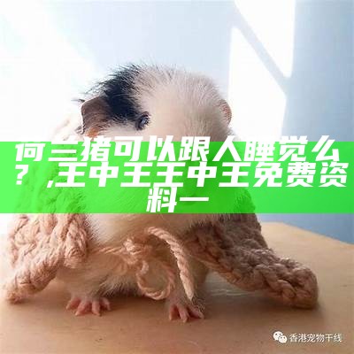 荷兰猪可以跟人睡觉么？, 澳门金牛版42862