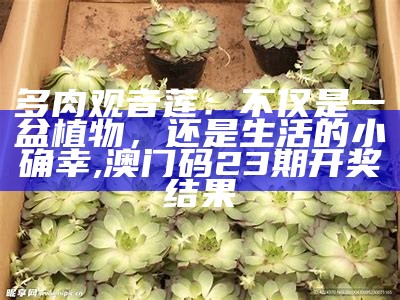 多肉观音莲：不仅是一盆植物，还是生活的小确幸, 澳门码23期开奖结果