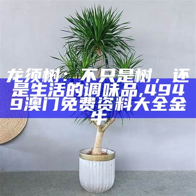 龙须树：不只是树，还是生活的调味品, 香港2023最准马资料免费