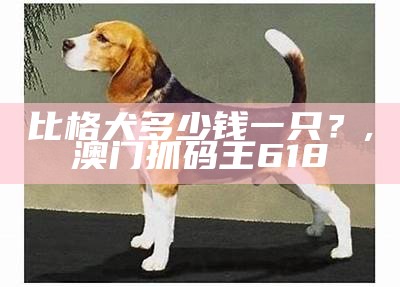 比格犬多少钱一只？, 澳门抓码王618