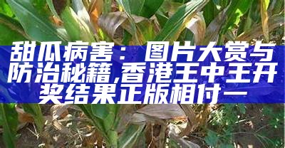 玉米蚜虫：那些“甜蜜”的小烦恼, 777788888王中王最新