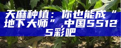 天麻种植：你也能成“地下大师”, 中国55125彩吧