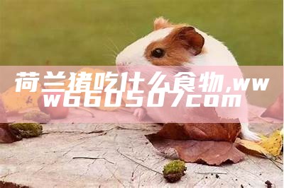 荷兰猪吃什么食物, www660507com