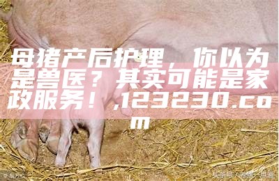 母猪产后护理，你以为是兽医？其实可能是家政服务！, 123230.com