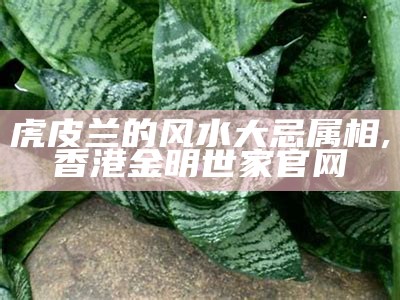 虎皮兰的风水大忌属相, 香港金明世家官网