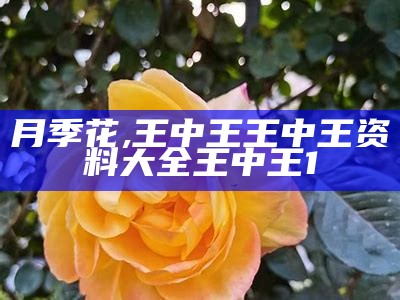 月季花, 王中王王中王资料大全王中王1