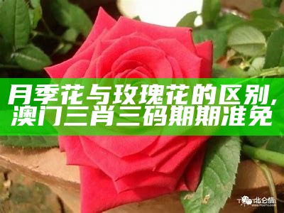 月季花与玫瑰花的区别, 澳门三肖三码期期准免