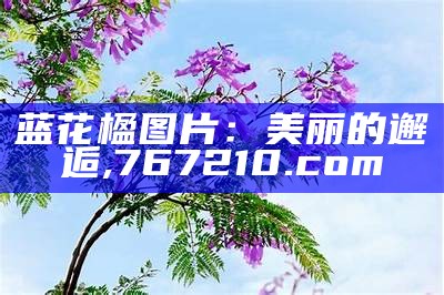 蓝花楹图片：美丽的邂逅, 767210.com