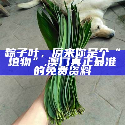 粽子叶，原来你是个“植物”, 澳门真正最准的免费资料