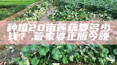 种植20亩莲藕要多少钱？, 管家婆正版 今晚