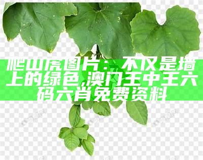 爬山虎图片：不仅是墙上的绿色, 澳门王中王六码六肖免费资料