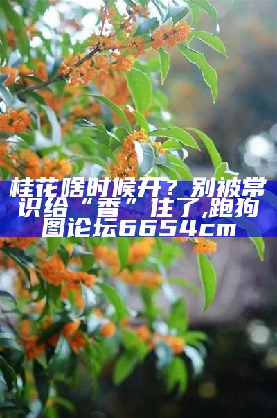 桂花啥时候开？别被常识给“香”住了, 跑狗图论坛6654cm