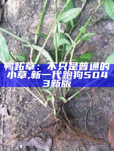 鸭跖草：不只是普通的小草, 新一代跑狗5043新版