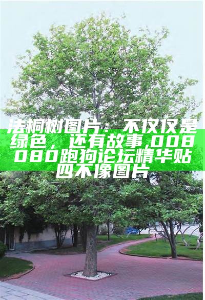 法桐树图片：不仅仅是绿色，还有故事, 008080跑狗论坛精华贴四不像图片