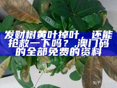 发财树黄叶掉叶，还能抢救一下吗？, 澳门码的全部免费的资料