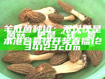 羊肚菌种植：不仅仅是菌菇，更是“钱”景, 本港台最快开奖直播1234123c0m