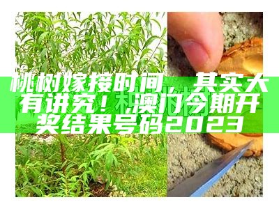 桃树嫁接时间，其实大有讲究！, 澳门今期开奖结果号码2023