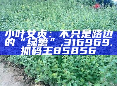 小叶女贞：不只是路边的“绿篱”, 316969.抓码王85856