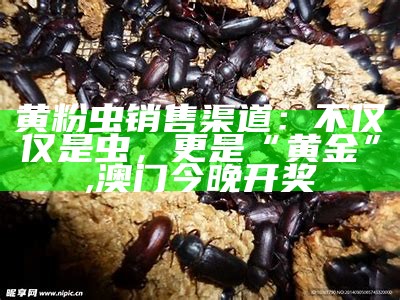 黄粉虫销售渠道：不仅仅是虫，更是“黄金”, 澳门今晚开奖