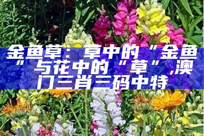 金鱼草：草中的“金鱼”与花中的“草”, 澳门三肖三码中特