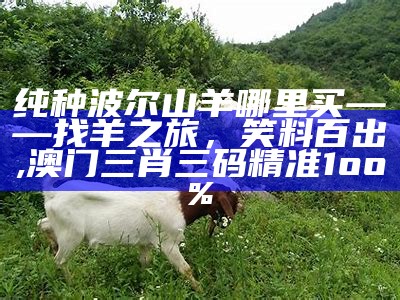 波尔山羊种羊：贵得物有所值？, 澳门今晚开什么奖