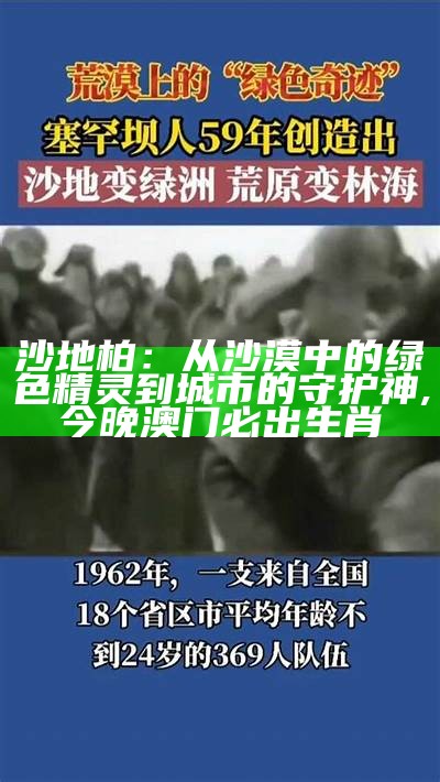 沙地柏：从沙漠中的绿色精灵到城市的守护神, 今晚澳门必出生肖