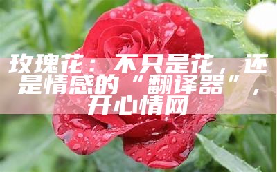 玫瑰花：不只是花，还是情感的“翻译器”, 开心情网